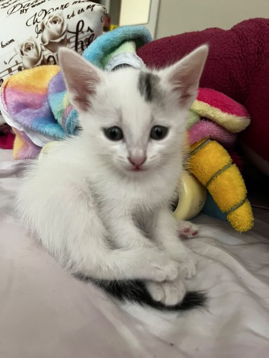 Котенок в добрые иучки