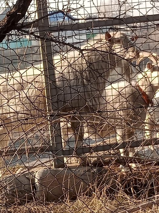 Продаётся козёл/Теке сатылады