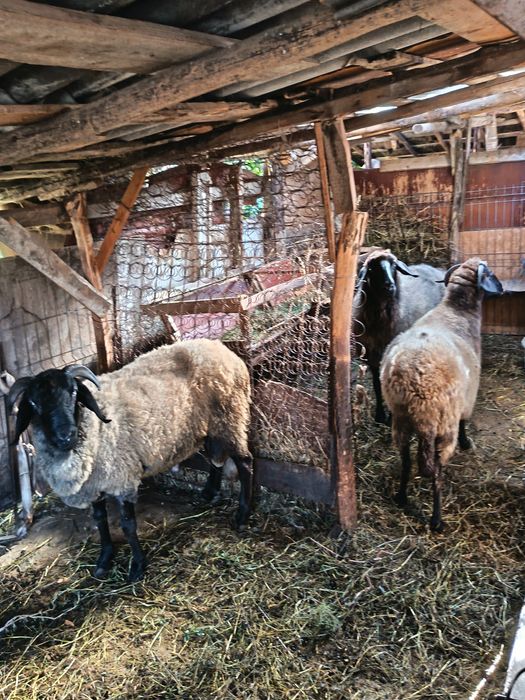 Oi carabaci de vânzare