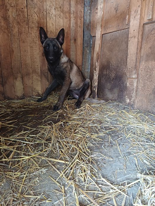 Ciobanesc Belgian Malinois