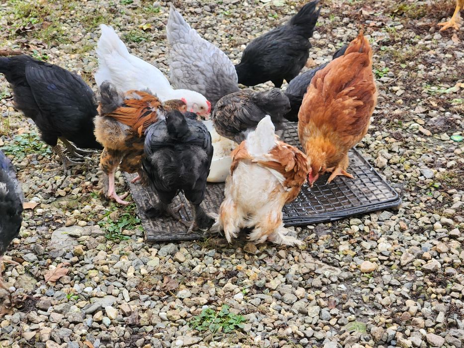 Puicute si Cocoși Australorp si alte rase de 5 luni