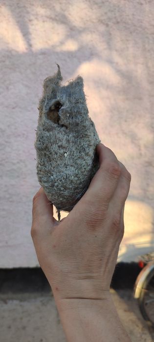 Продам гнездо Ремеза