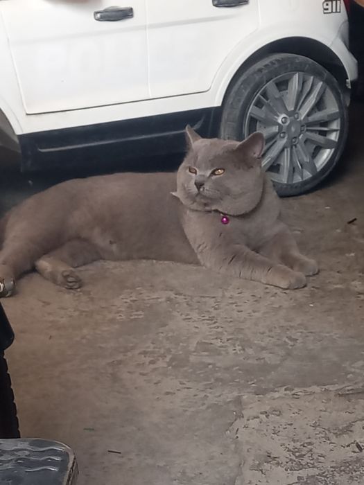 Sotiladi (erkak mushuk) 40$