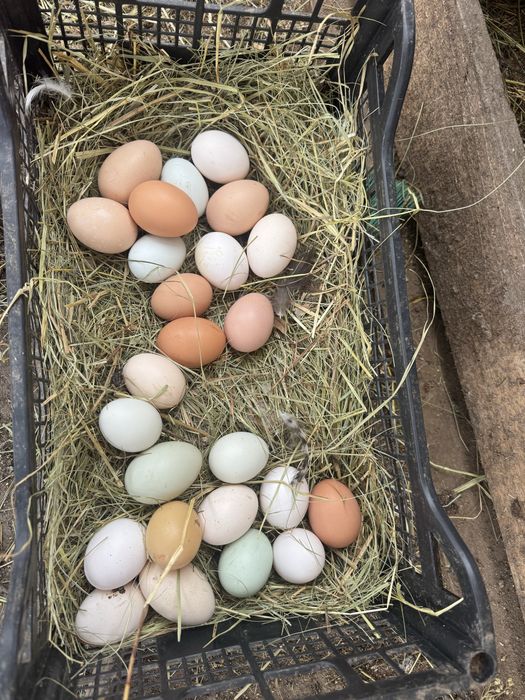 Oua australorp,brahma,kabir