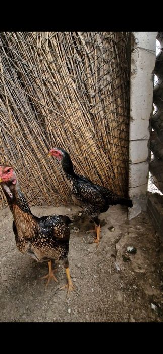 Шамо таза линиядан