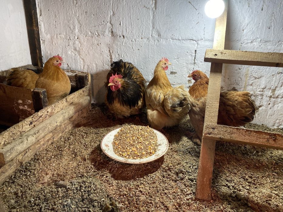 Карлики кохинхины