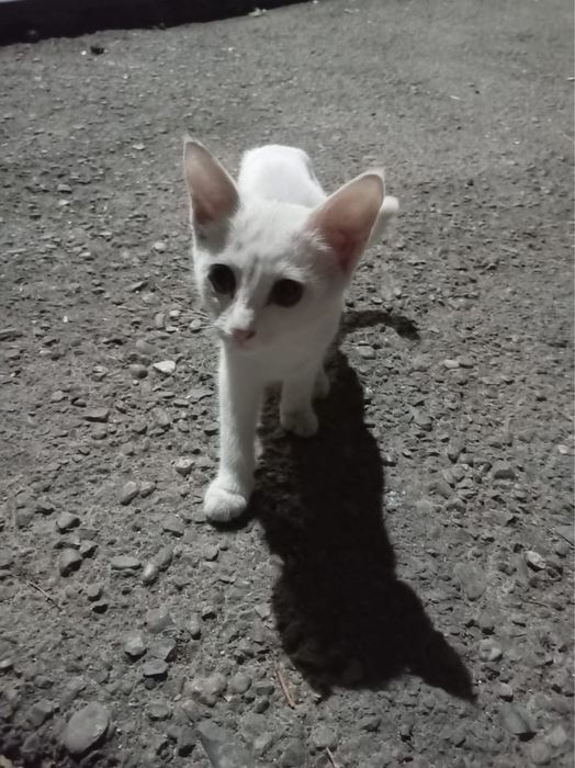 Отдам котенка девочку