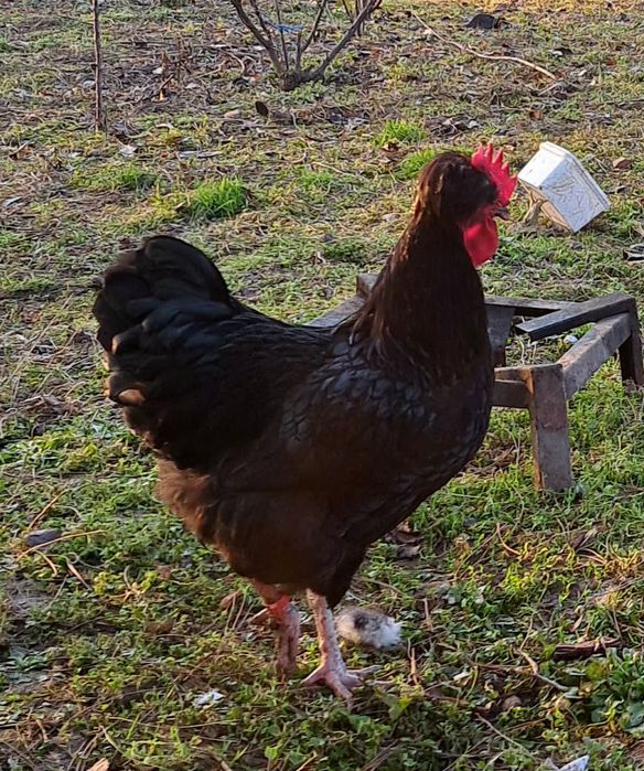 Петел Косовски певец