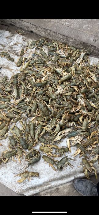 Живой рак свежий