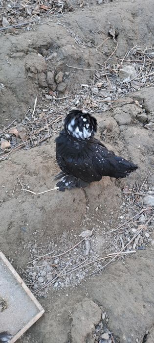 Kareski yaponcha va ko shamo tuxumlari zakazga yig'ib beraman
