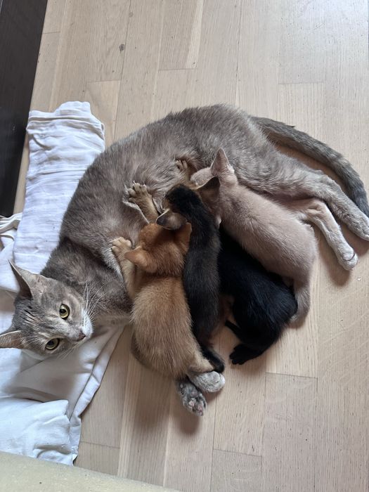 Продам Абиссинских  котят