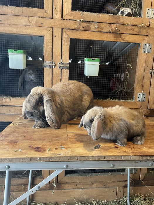 Pui berbec german touring