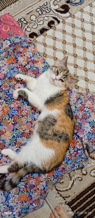 Отдам катёнка в хорошие руки