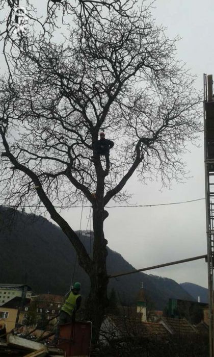Tăieri , toaletări , copaci uscați , periculoşi !!!