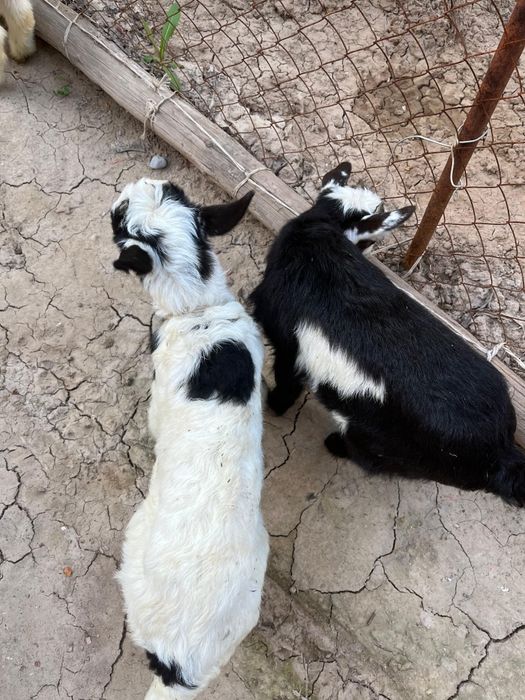 Теке лақтар сатылады