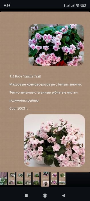 Фиалка трейлер мини самовывоз Актас