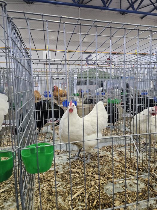 Vand pui Australorp Alb