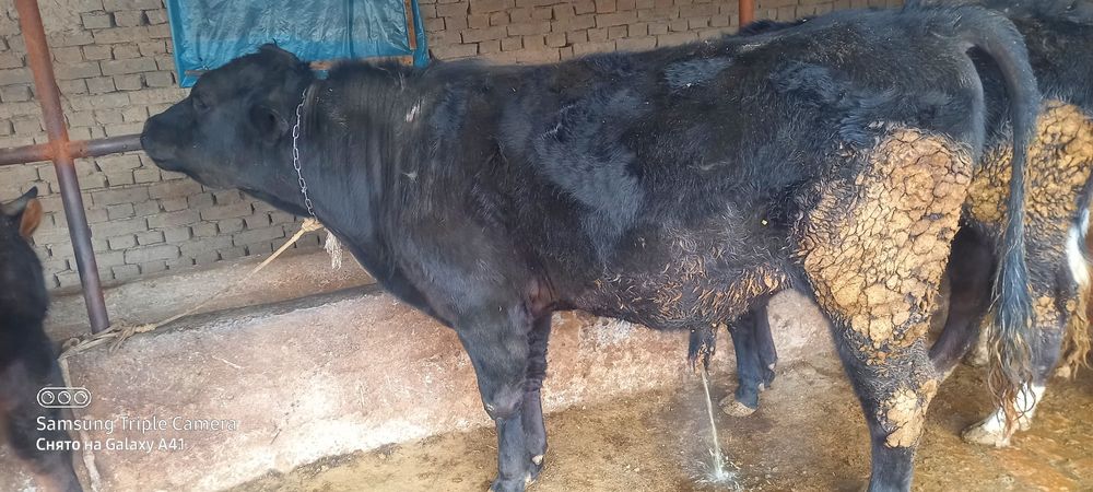 Зотли Ангус бука