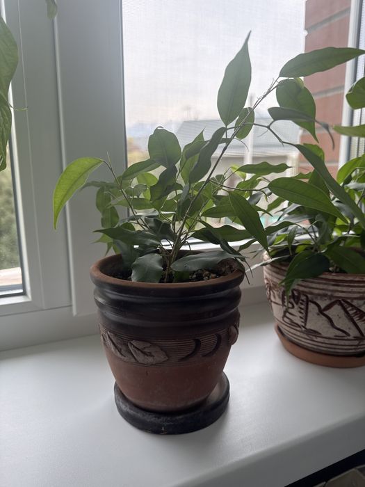 Фикус эластика. Фикус бенджамина