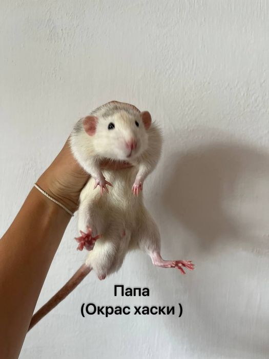 Крысятки дамбо 10шт