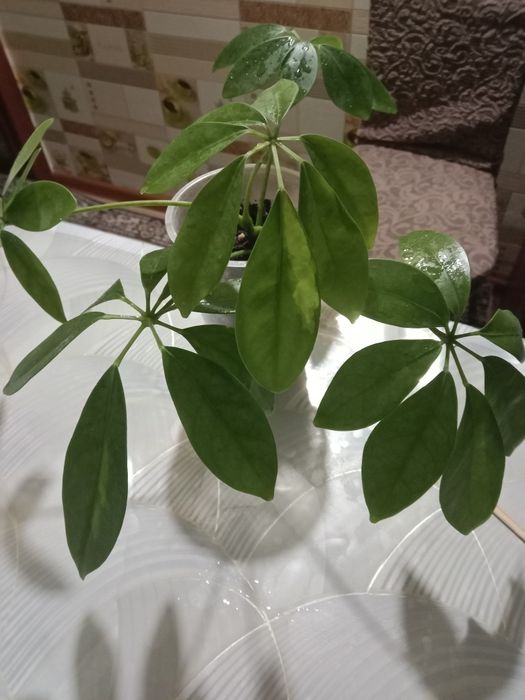 Шаффлера продам молодую