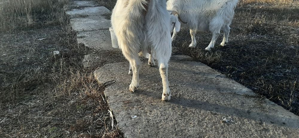 Зааненский сүтті тұқым екі ешкі сатамын