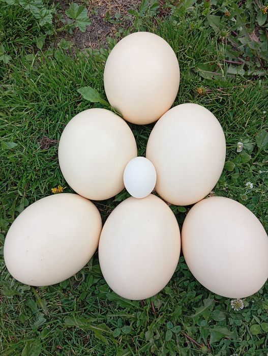 Oua struț de vanzare
