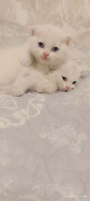Продам котят скотиш фолд, шиншилла