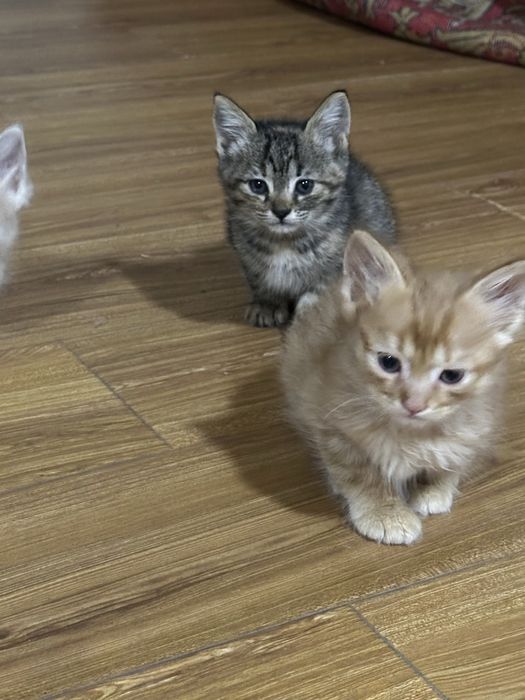 Отдам даром кошек в добрые руки