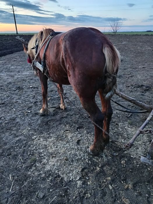 Vand schimb iapa buna de caruta mai multe detalii la nr de telefon