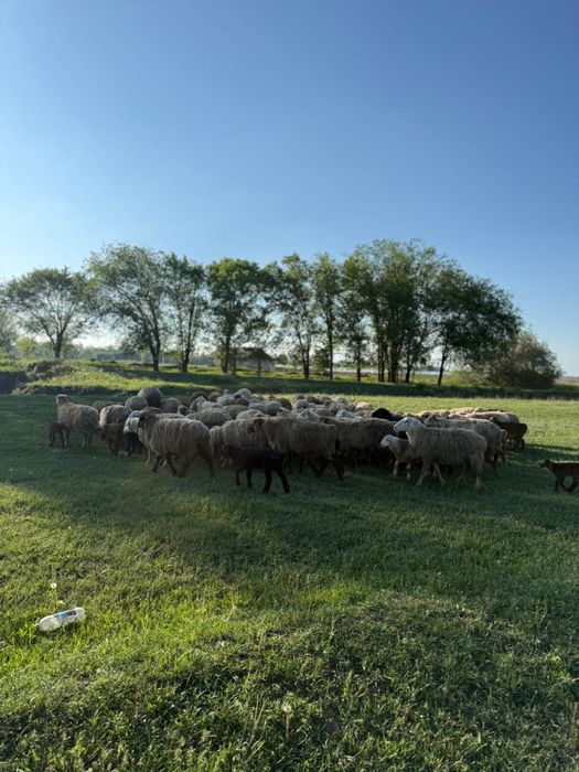 Баран қой қозысымен 60 бас