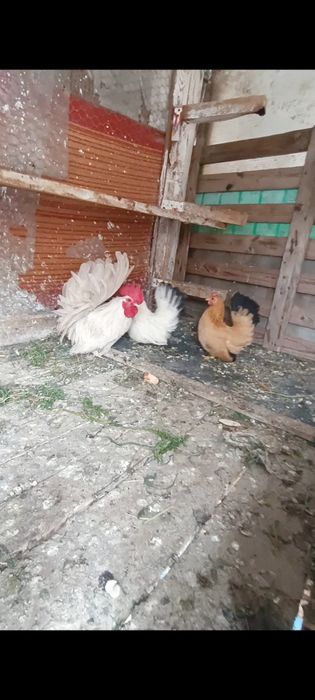 Cocoșei chabo tineri de anul trecut