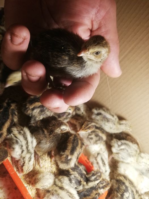 Oua de prepelite pentru consum și incubare.