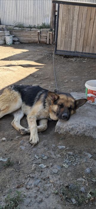 Собака на добрые руки