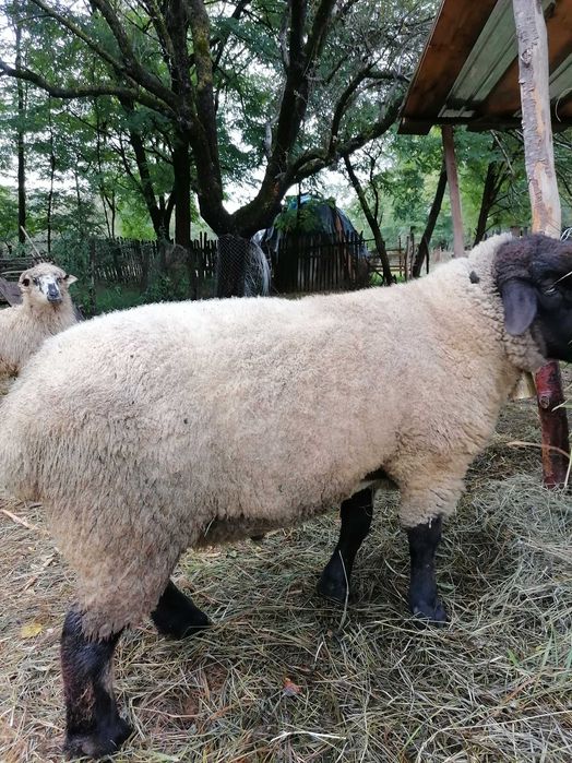 Vând doua oi și un berbec suffolk