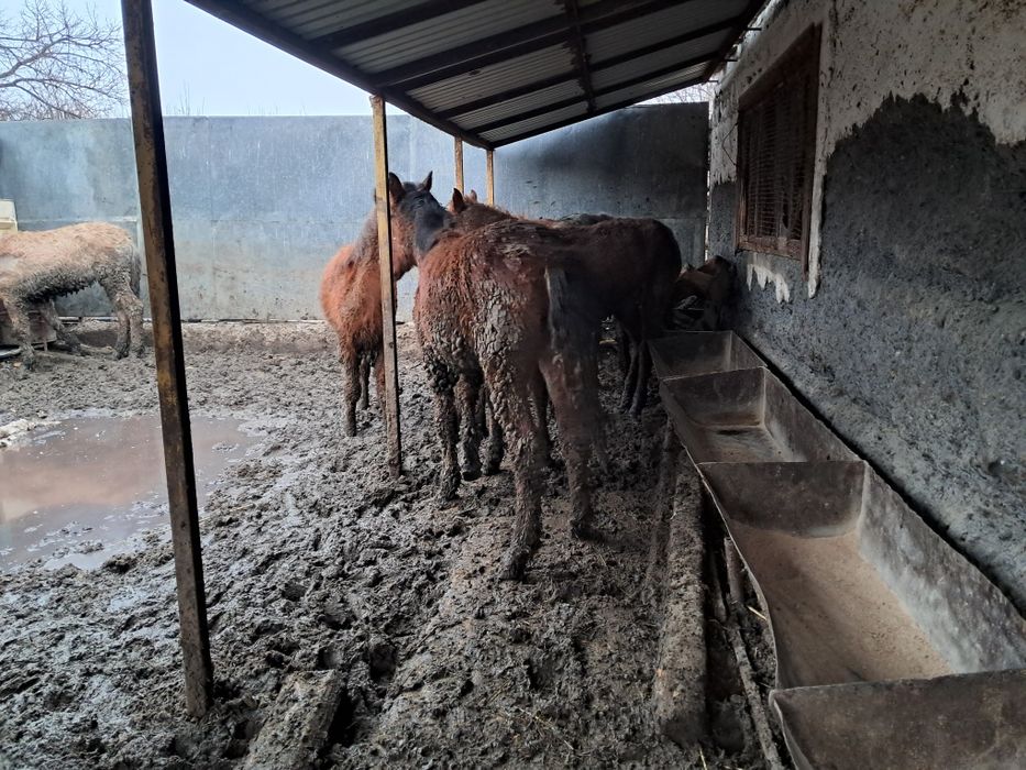 Сельхоз животные