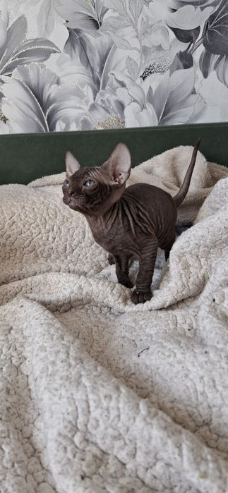 Канадский сфинкс котята