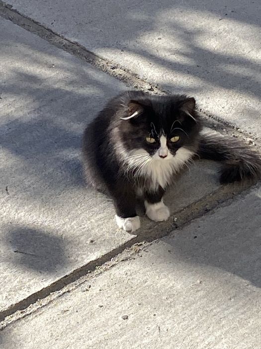 Милые Котята ищут дом
