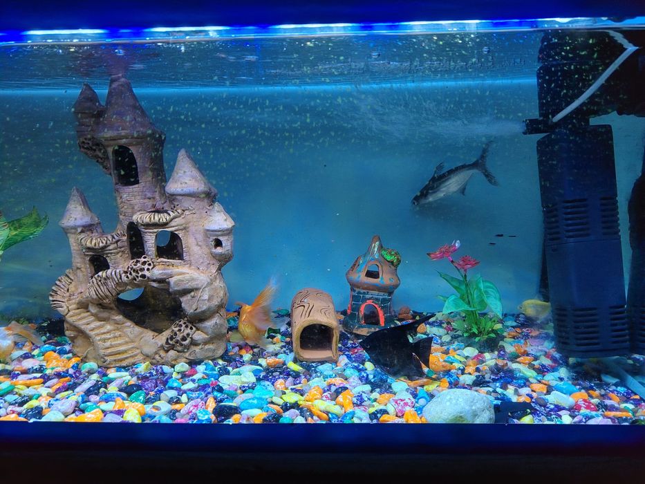 Аквариум с рыбками