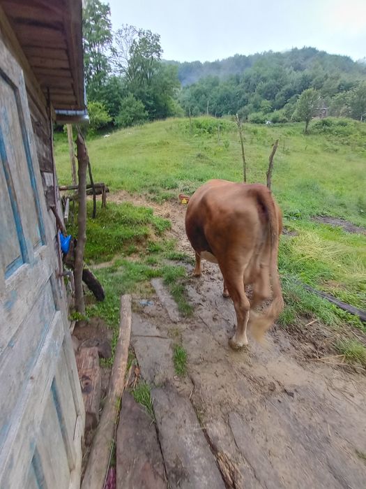 Vând vacă și junincă preț negociabil