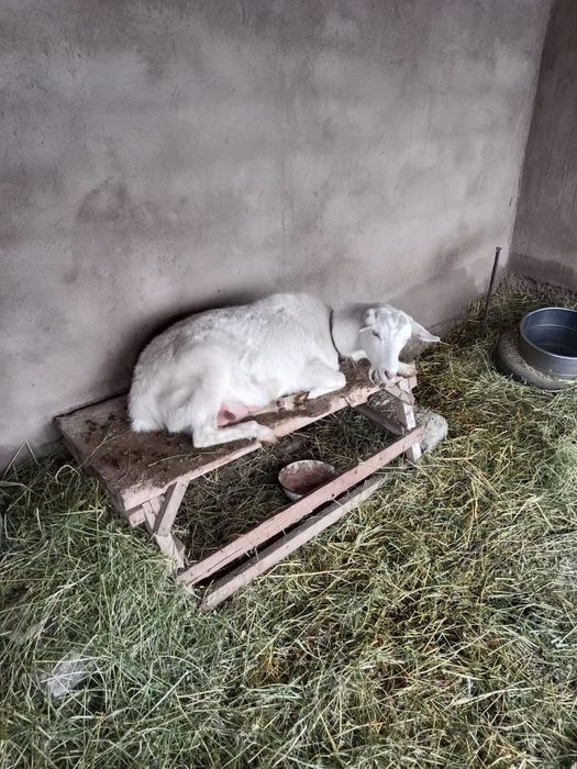 Заанен тұқымды сүтті ешкі ешки