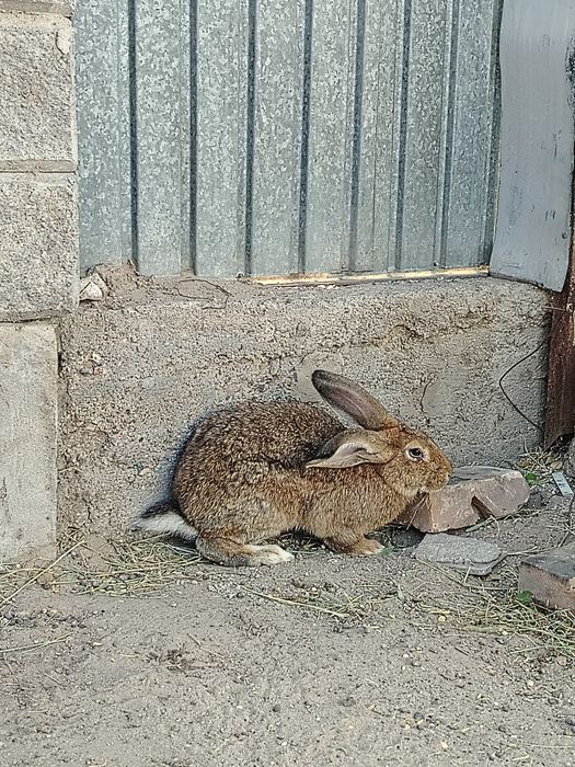Продам крола срочна