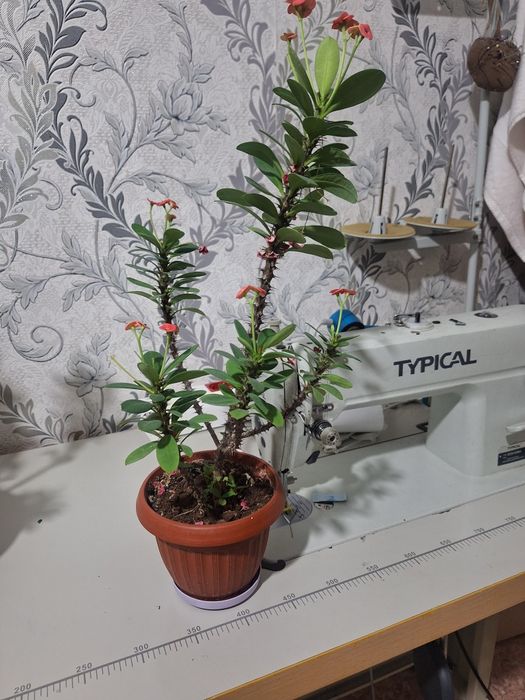 Домашние комнатные цветы продам