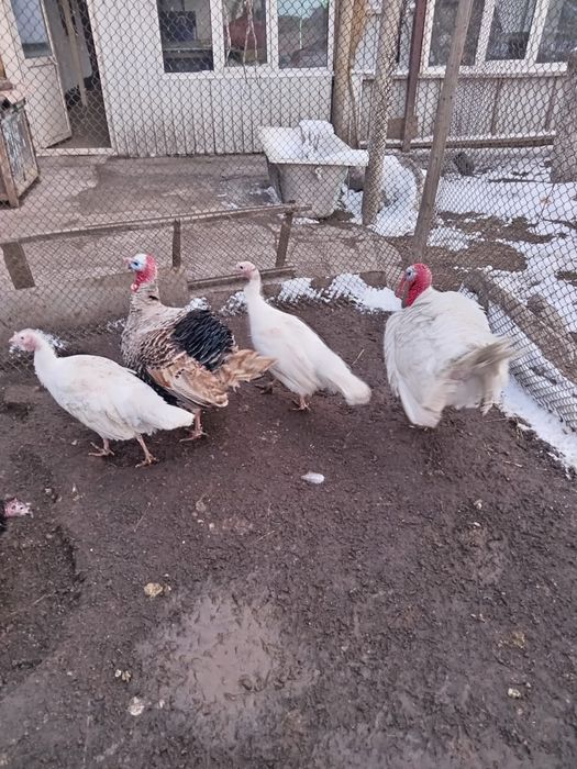 Продам индюшиные яйца