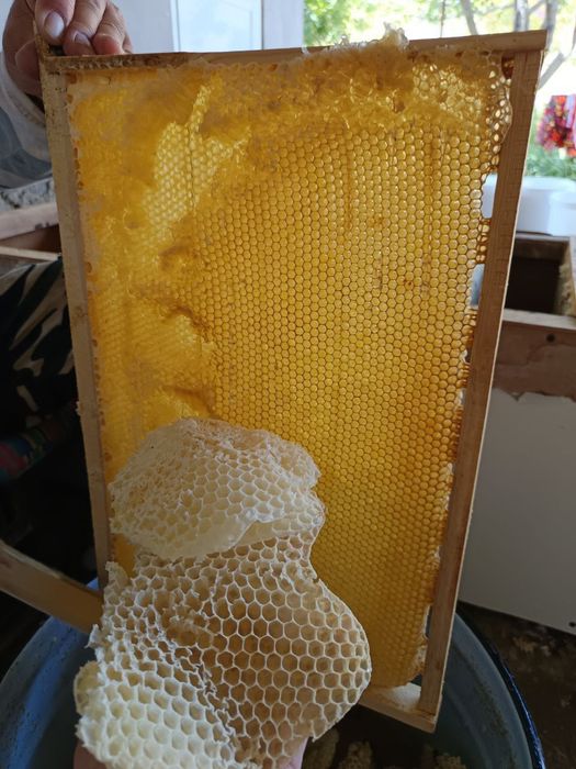 Asal choʻl asali (Мед пустынный)