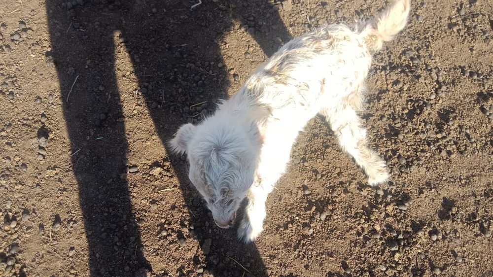 Қозы сатылады тез арада .