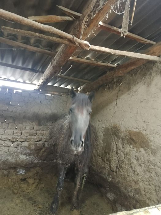 Жылкы еты Конина