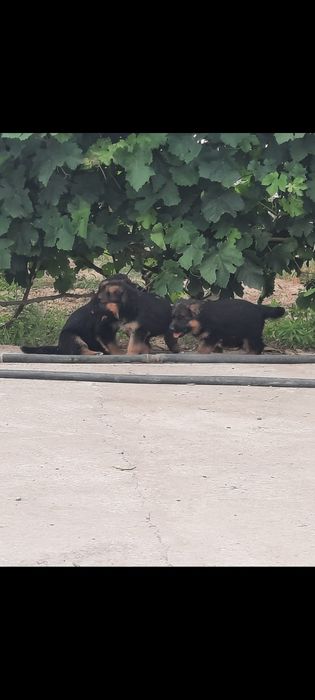 Немецкий Овчарка Күшік Ұрғашы