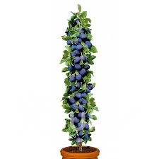 Pomi fructiferi columnari