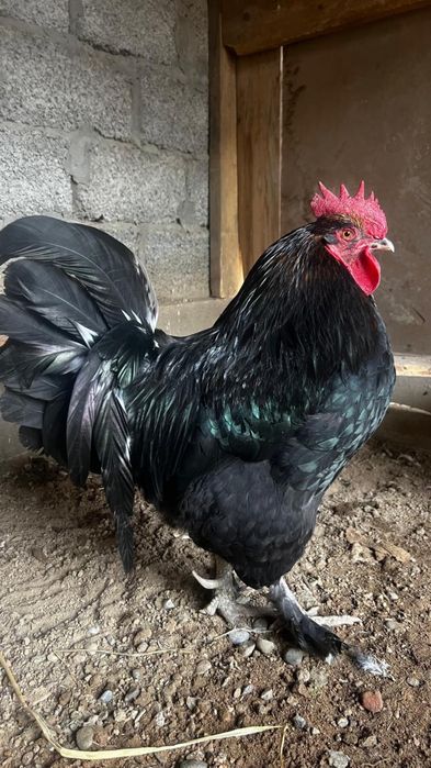 Ата қораз үш жылдық